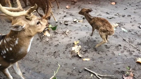 Reindeer group on pastures Видео 82406256
