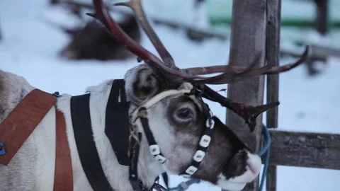 Reindeer in harness Stock Footage 327069890