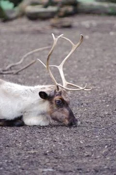 Reindeer has rest Stock Photos