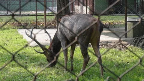 Reindeer having grass behind the net Vídeos de archivo 292513941