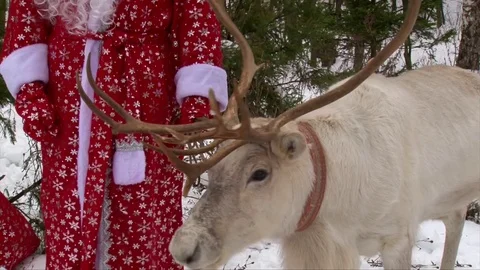 Reindeer head with big antlers near Santa Claus and pine tree Stock Footage