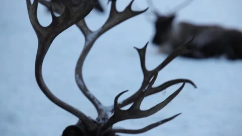 Reindeer Head Stock Footage 327234358