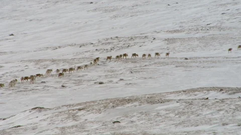 Reindeer herd group mountain side Arctic Winter Lappland Climate Change Tele Stock Footage 109114437