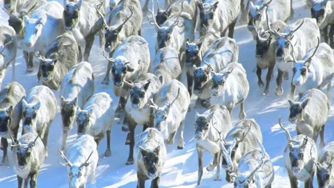 Reindeer herd migrating through snowy tundra Stock Footage 337037373