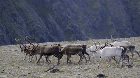 Reindeer herd at the North Cape Stockbeeldmateriaal 70147545