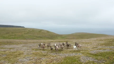 Reindeer herd in Norway Stock Footage 128453064