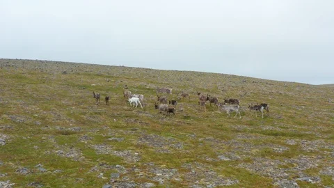Reindeer herd in Norway Stock Footage 128508315