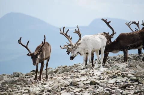 Reindeer herd Stock Photos