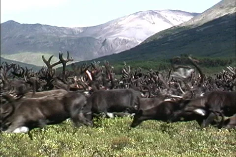 Reindeer herd walking Video stock 466659