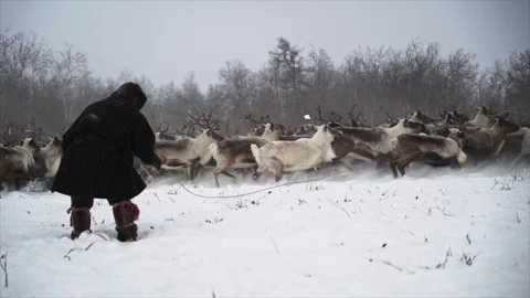 Reindeer herder is throwing a rope at deer Stock Footage 273705145