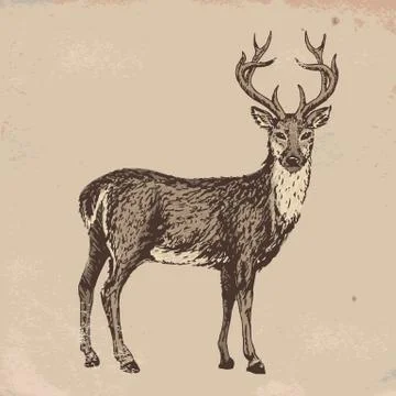 Reindeer Stock Illustration