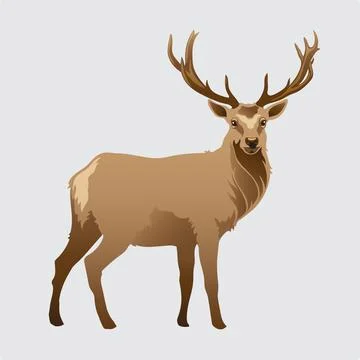 Reindeer Stock Illustration