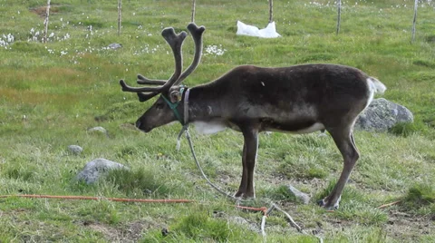 Reindeer on leash Stock Footage 27532248