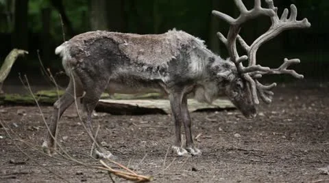 Reindeer is leaving Stock Footage 11096294