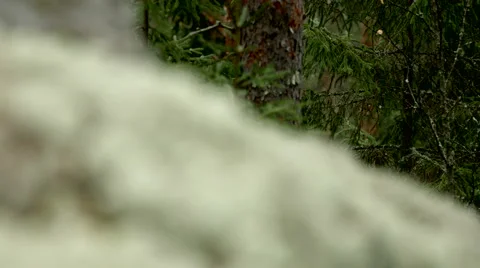 Reindeer lichen Stock Footage 49593679