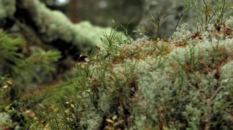 Reindeer lichen &amp; moss Stock Footage 49592484