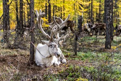 Reindeer lying in the forest Stock Photos