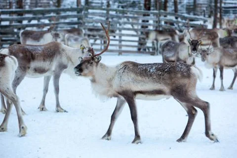 Reindeer migration to breeding grounds Stock Photos