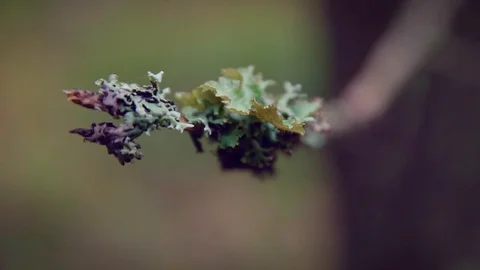 Reindeer moss closeup Stock Footage 108862246