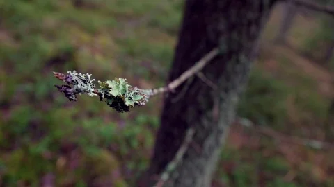 Reindeer moss Stock Footage 108862274