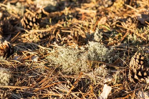 Reindeer moss in forest Stock Photos