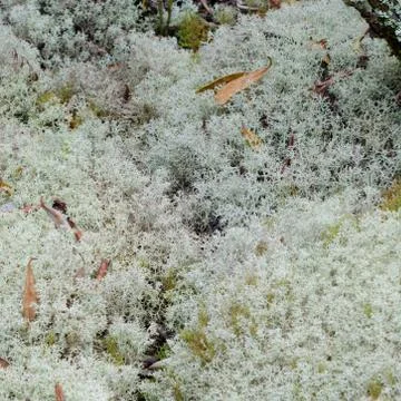 Reindeer moss Stock Photos