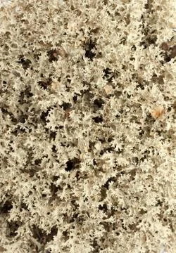 Reindeer moss put by background Stock Photos