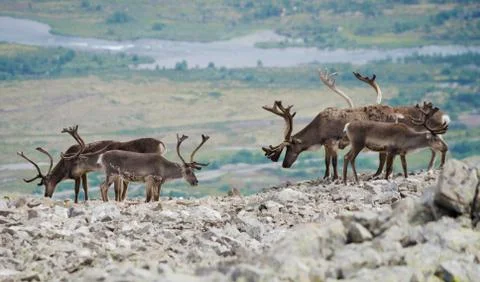 Reindeer mountain view Stock Photos