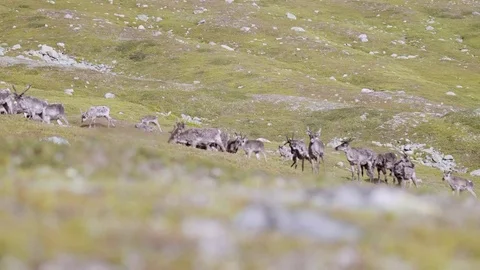 Reindeer in the mountains Stock Footage 77965023
