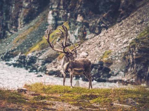 Reindeer at Norwegian Coast Stock Photos