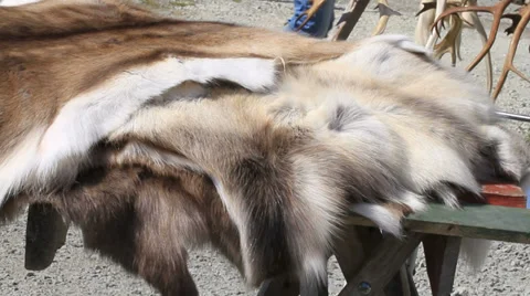 Reindeer pelts Stock Footage 27531872