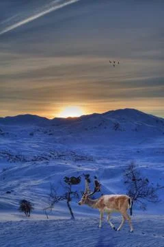 Reindeer Stock Photos