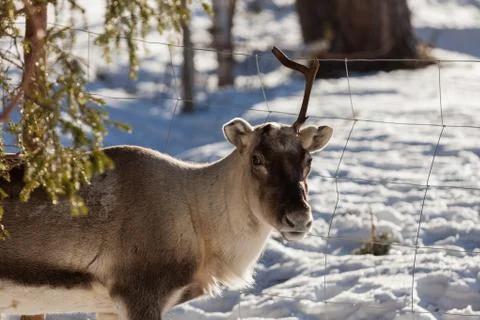 Reindeer Stock Photos