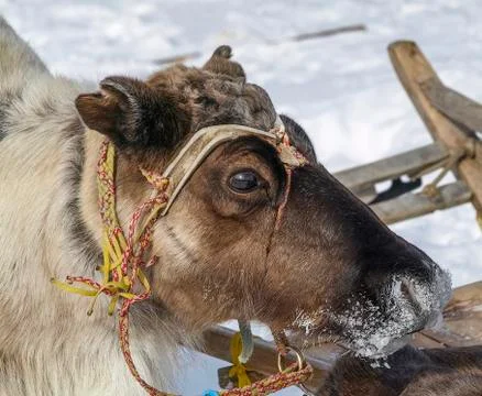 Reindeer Stock Photos