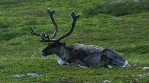 Reindeer Stock Photos