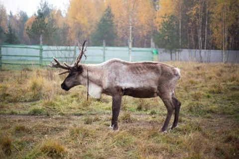 Reindeer Stock Photos