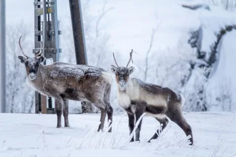 Reindeer Foto stock