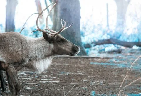 Reindeer Stock Photos