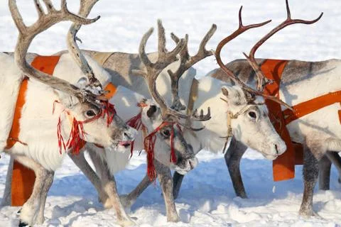 Reindeer 스톡 사진