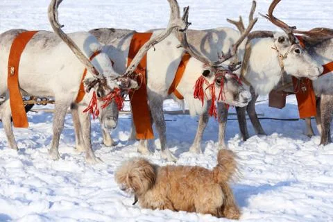 Reindeer Fotos de archivo