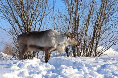 Reindeer 스톡 사진