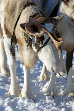 Reindeer Stock-Fotos