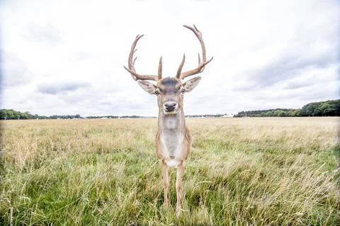 Reindeer Photos