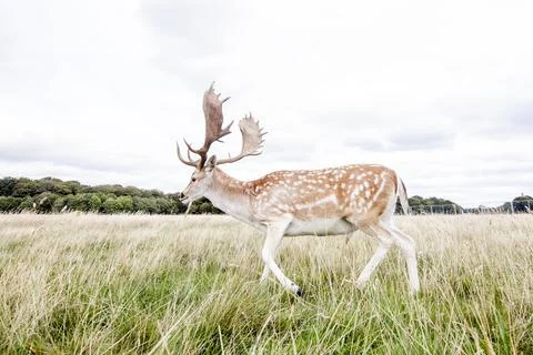 Reindeer Photos
