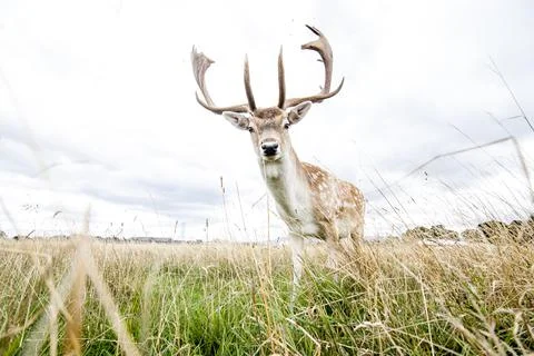Reindeer Photos