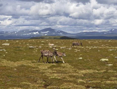 Reindeer Stock Photos