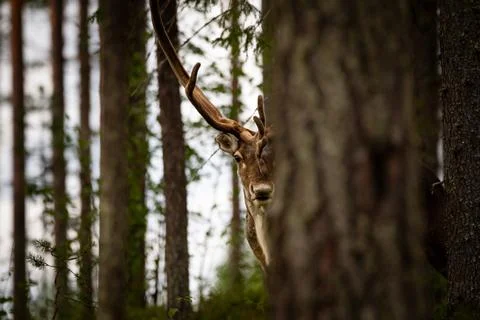 Reindeer Stock Photos