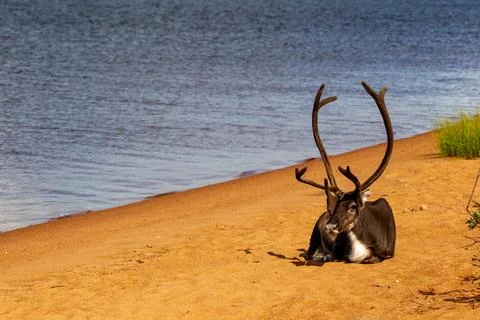 Reindeer Stock Photos