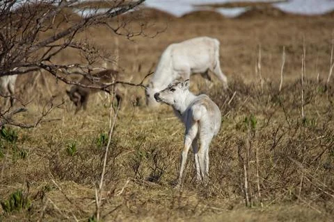 Reindeer. Stock Photos