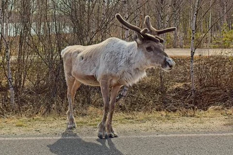 Reindeer. Foto stock